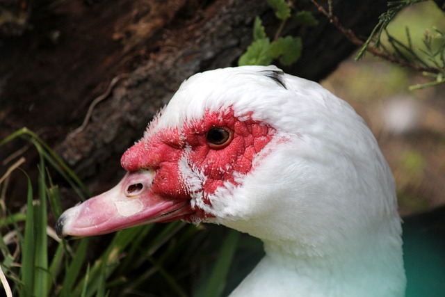 入更多的技 入更多的技