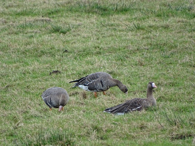 高荣誉仅一 高荣誉仅一